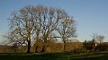 winter trees